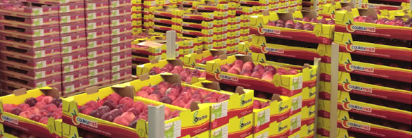 Carton de fruits bio locaux de saison de la marque bio Couleur Midi en Occitanie