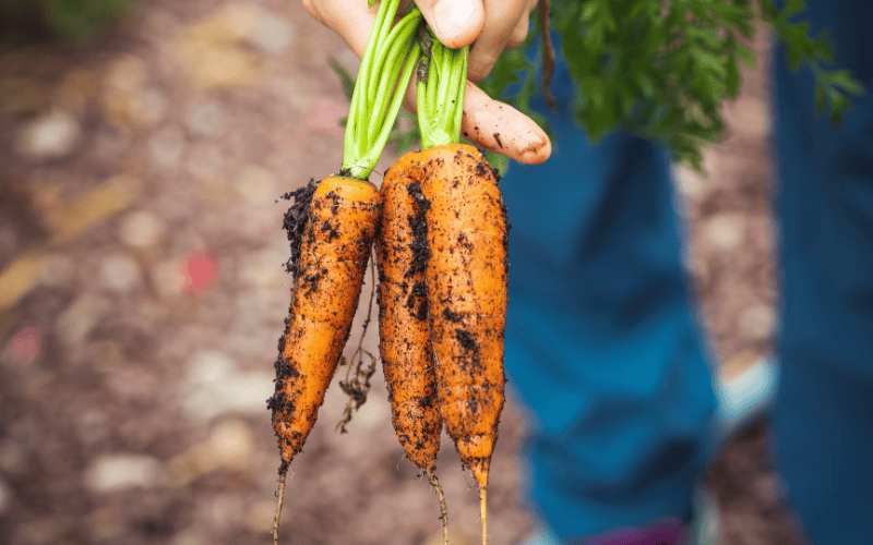 Carottes bio fraîchement récoltées – entreprise familiale engagée