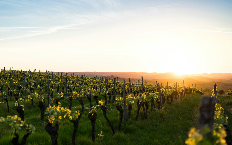 Champ de vignes bio en pleine saison en Occitanie